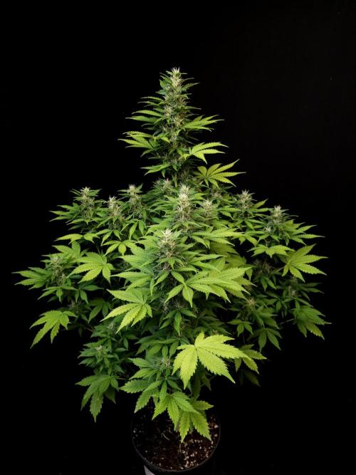 Pandora auto 2. Week 10