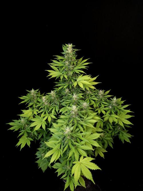 Pandora auto 2. Week 10