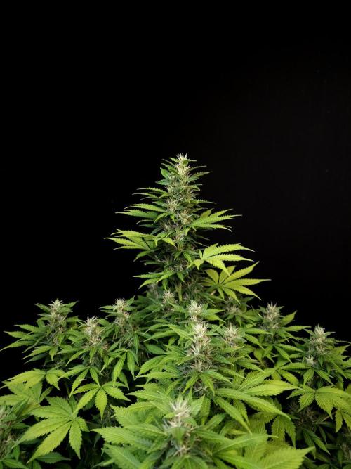 Pandora auto 2. Week 10