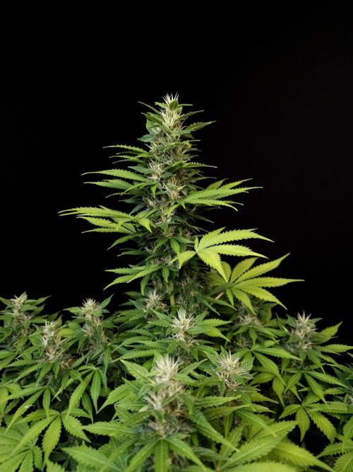 Pandora auto 2. Week 10