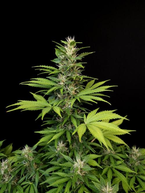 Pandora auto 2. Week 10