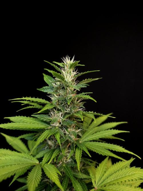 Pandora auto 2. Week 10