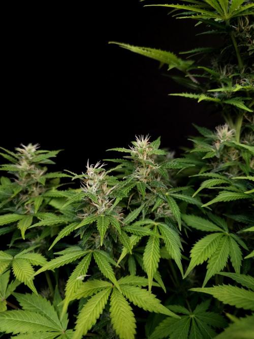 Pandora auto 2. Week 10