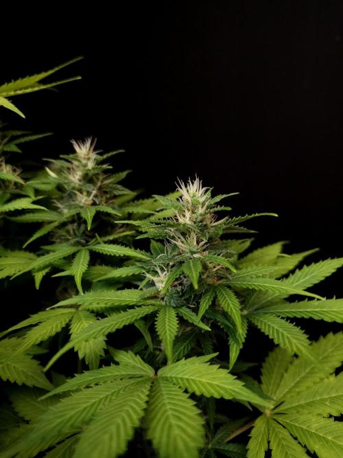 Pandora auto 2. Week 10