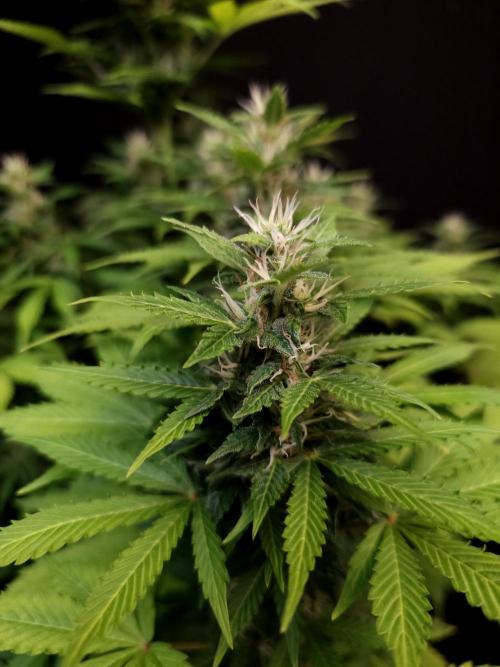 Pandora auto 2. Week 10