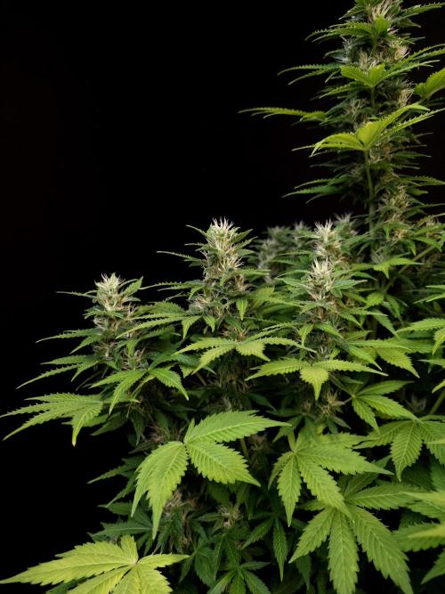 Pandora auto 2. Week 10