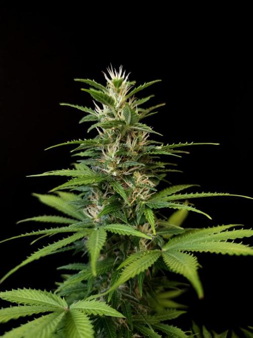 Pandora auto 2. Week 10