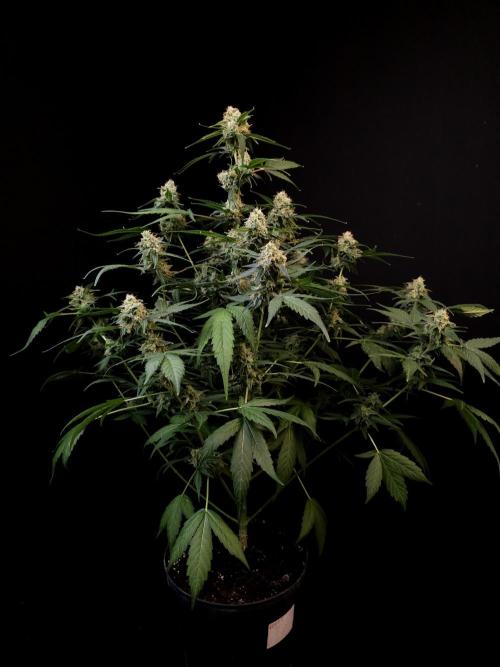 Vertigo Auto 1. Week 10