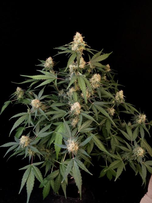 Vertigo Auto 1. Week 10