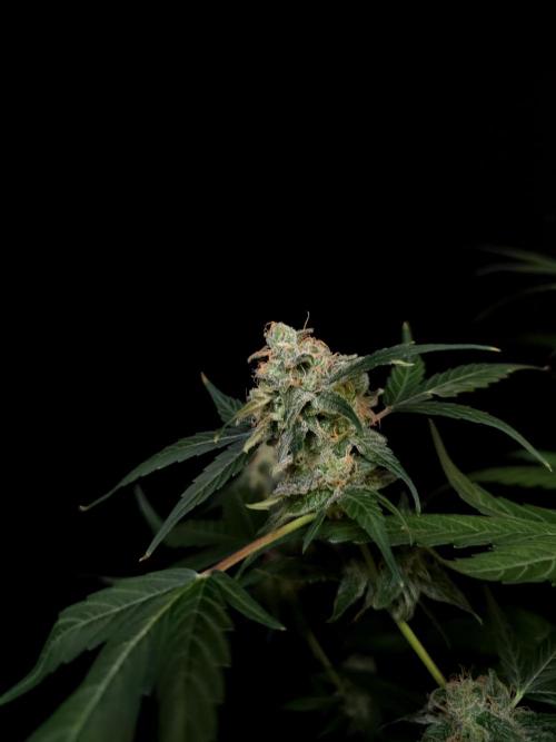 Vertigo Auto 1. Week 10