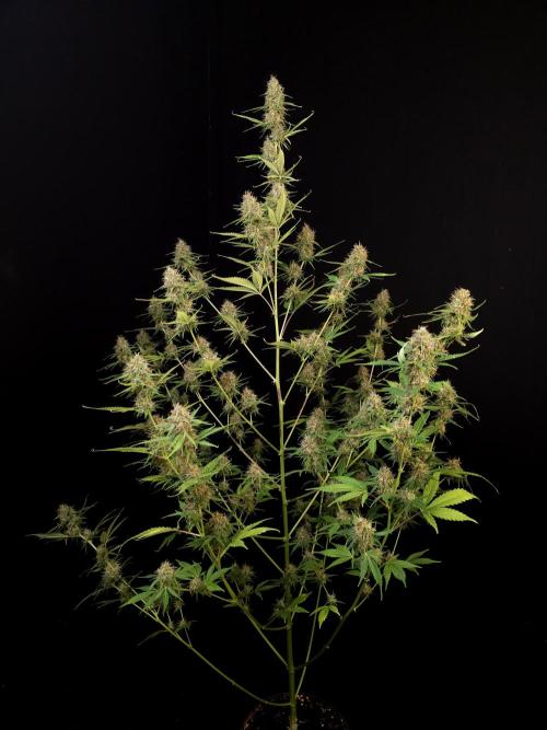 Vertigo Auto 2. Week 10