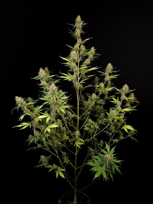 Vertigo Auto 2. Week 10