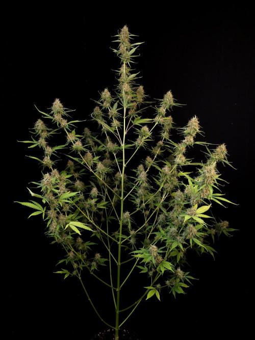 Vertigo Auto 2. Week 10