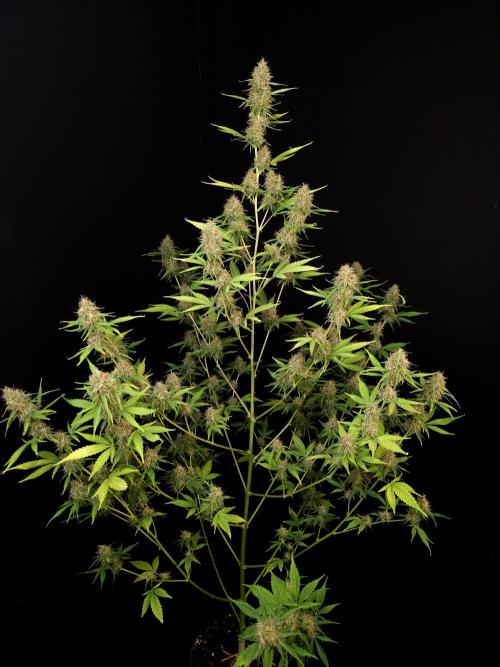 Vertigo Auto 2. Week 10