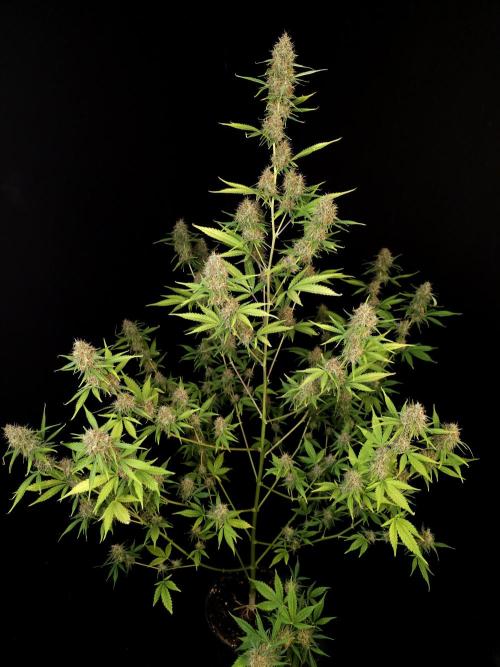 Vertigo Auto 2. Week 10