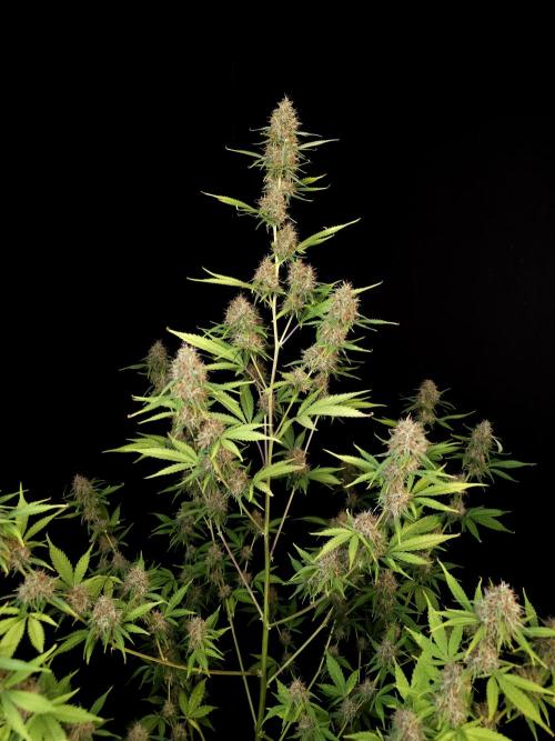 Vertigo Auto 2. Week 10