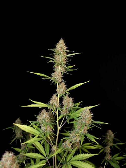 Vertigo Auto 2. Week 10