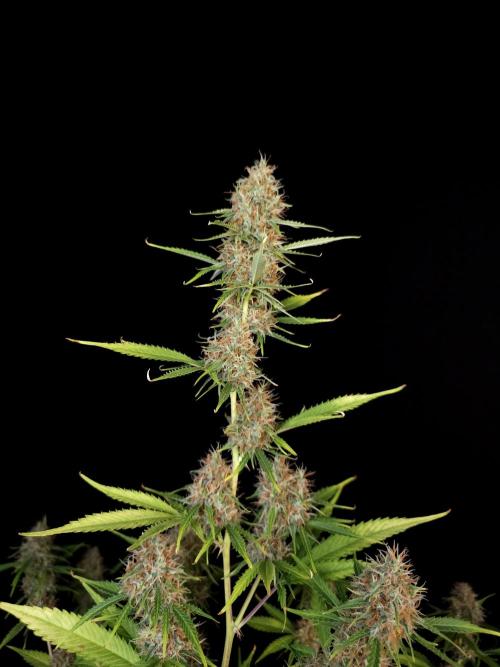 Vertigo Auto 2. Week 10