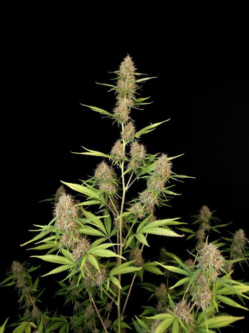 Vertigo Auto 2. Week 10