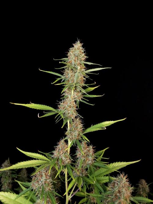 Vertigo Auto 2. Week 10