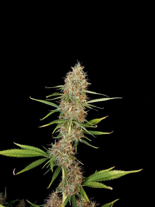 Vertigo Auto 2. Week 10