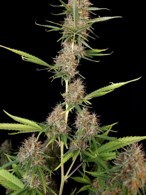 Vertigo Auto 2. Week 10