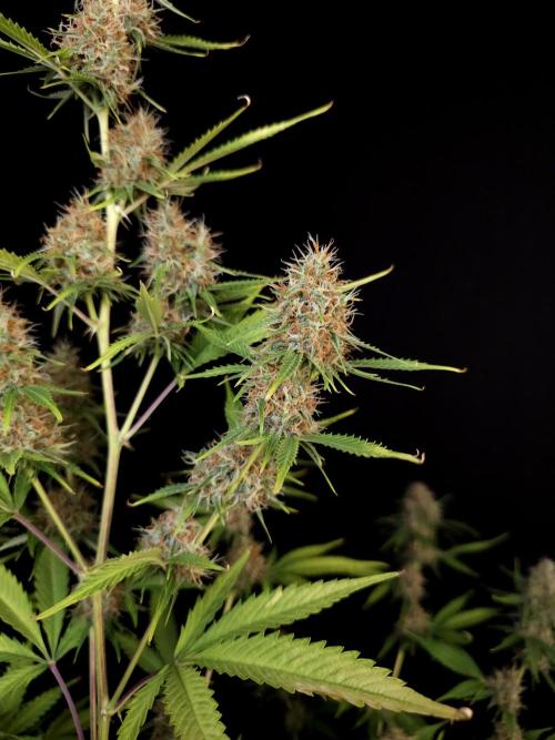 Vertigo Auto 2. Week 10