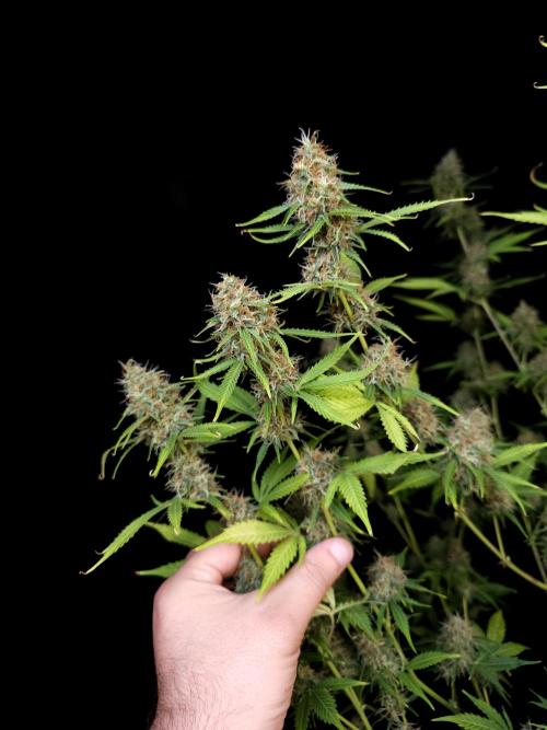 Vertigo Auto 2. Week 10