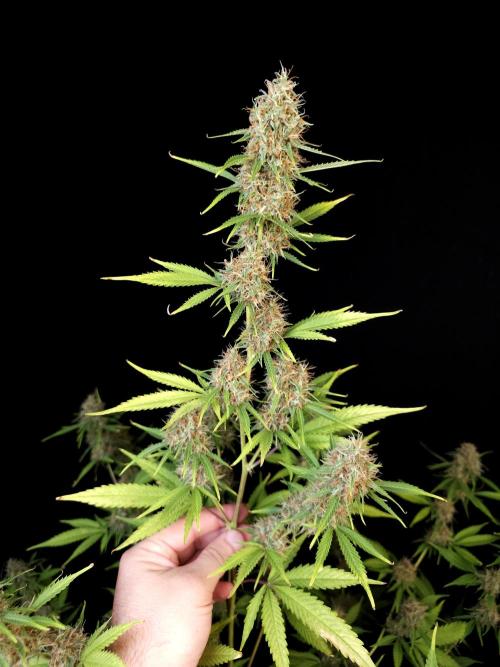 Vertigo Auto 2. Week 10