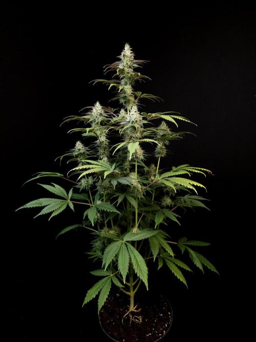 Test 50151  (1). Week 10