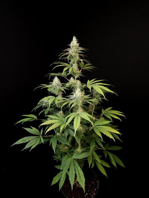 Test 50151  (1). Week 10