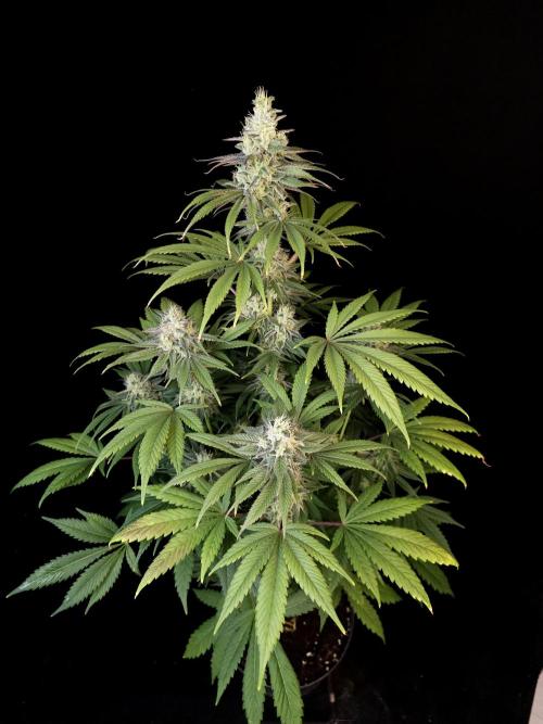 Test 50151  (1). Week 10