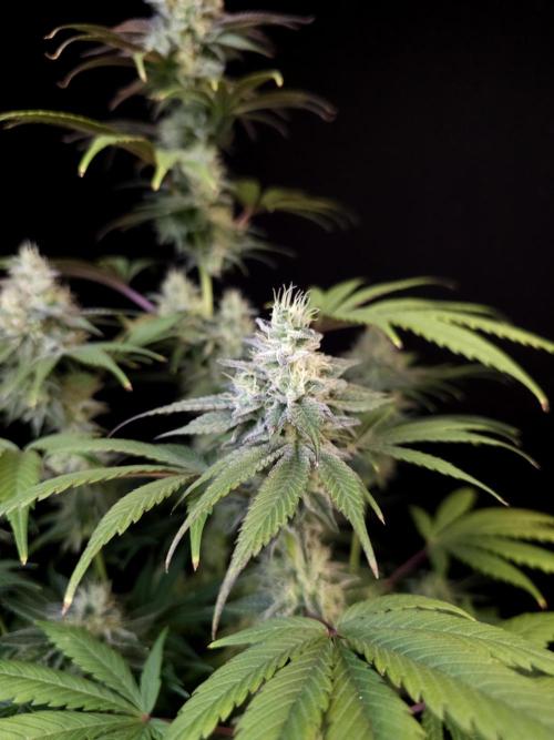 Test 50151  (1). Week 10