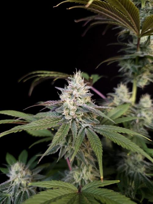 Test 50151  (1). Week 10