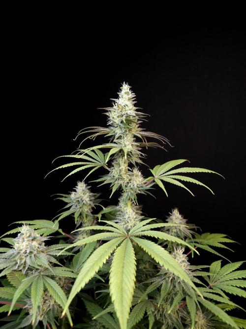 Test 50151  (1). Week 10