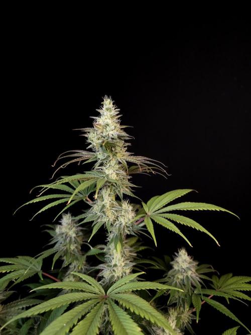 Test 50151  (1). Week 10