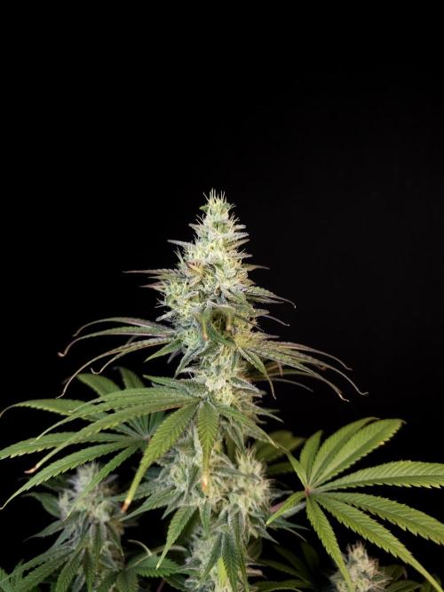 Test 50151  (1). Week 10