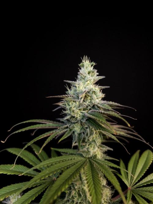 Test 50151  (1). Week 10