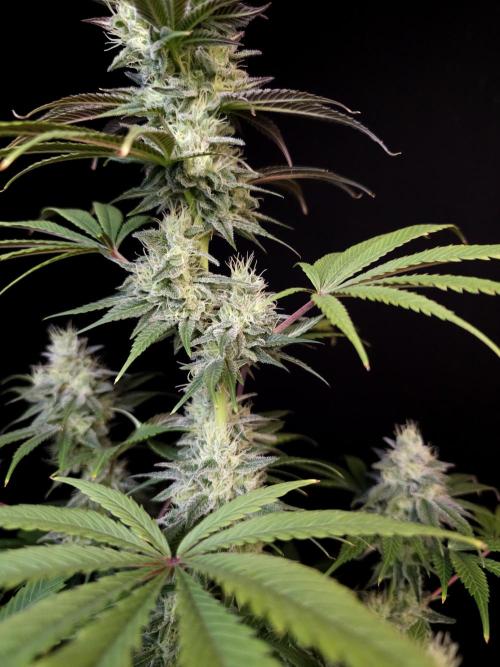 Test 50151  (1). Week 10