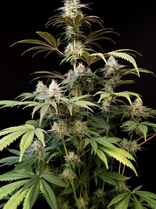 Test 50151  (1). Week 10