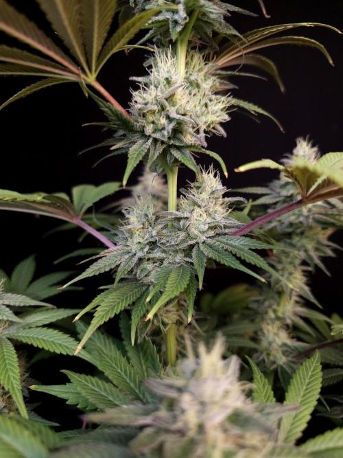 Test 50151  (1). Week 10