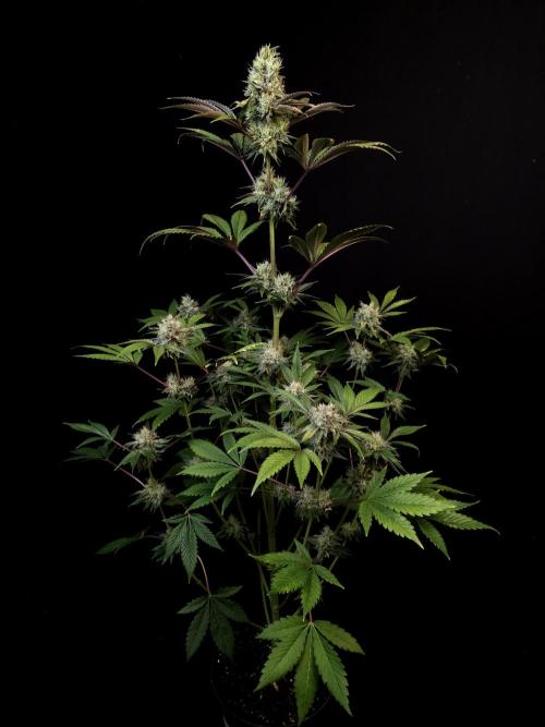 Test 50151 (2). Week 10