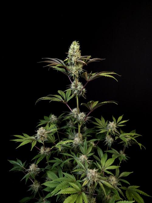 Test 50151 (2). Week 10