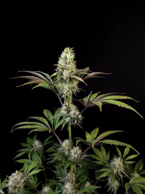 Test 50151 (2). Week 10