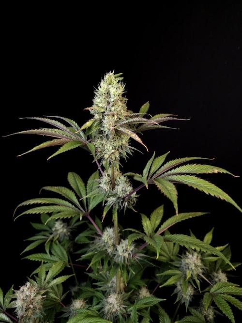 Test 50151 (2). Week 10