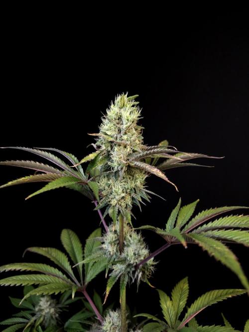 Test 50151 (2). Week 10