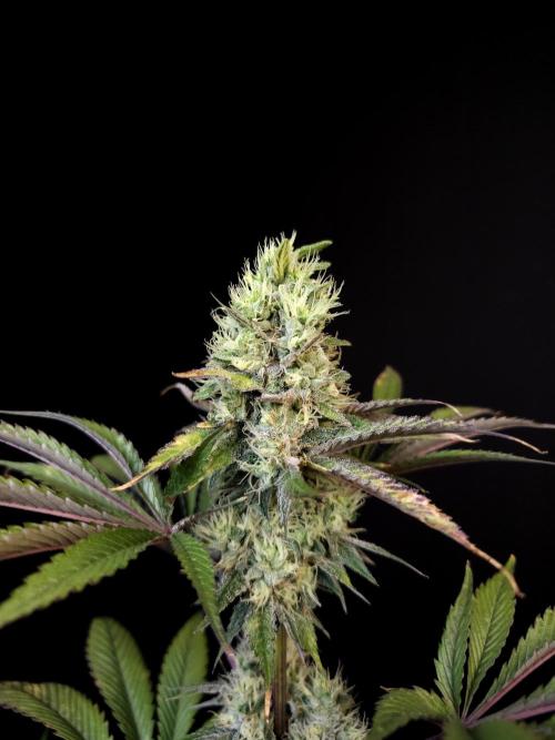 Test 50151 (2). Week 10