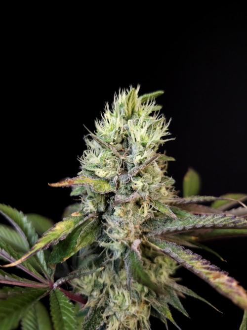 Test 50151 (2). Week 10