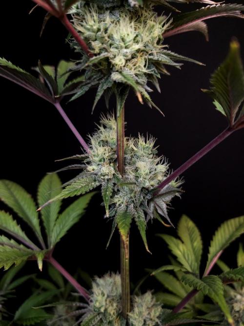 Test 50151 (2). Week 10