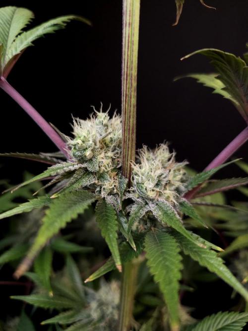 Test 50151 (2). Week 10